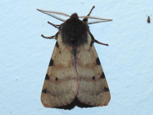 Réf. 197 687 : Canararctia rufescens